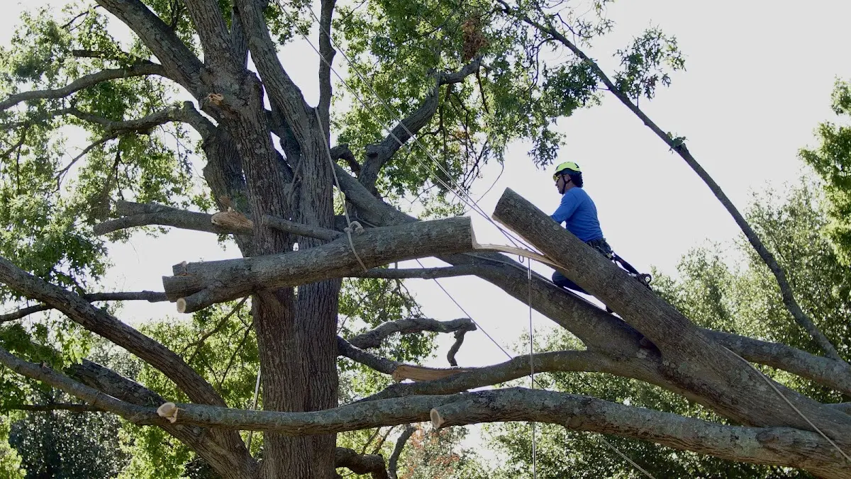 Professional Crown Thinning performed by certified arborists in Kansas